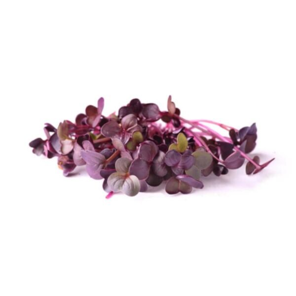 Radish Purple Sango Microgreens